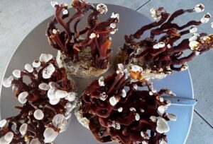 Mushroom Tinctures: Benefits of Reishi and...